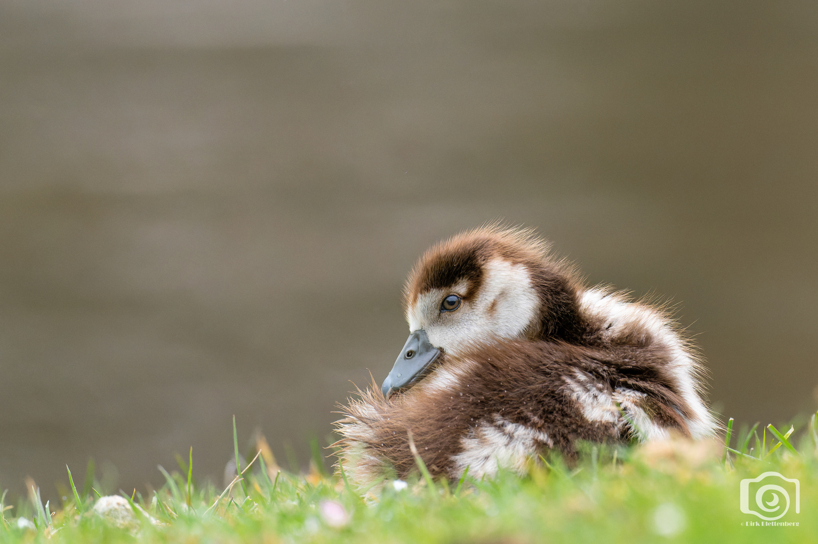 Kleine Flauschkugel....