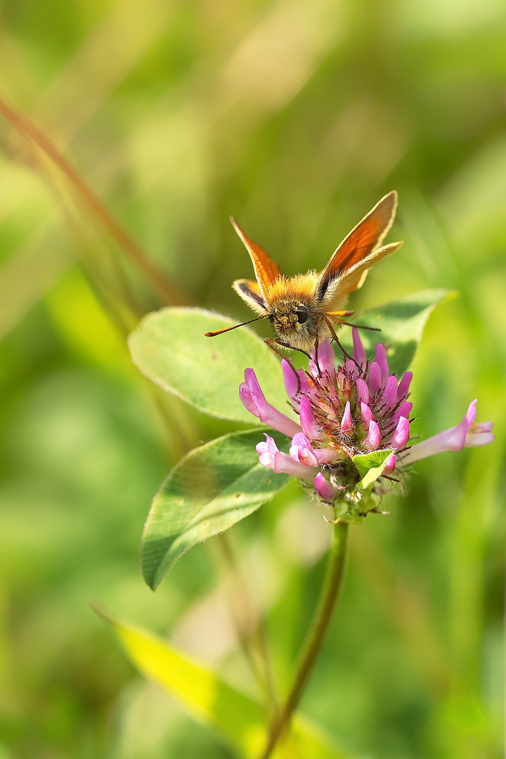 "kleine Fledermaus"