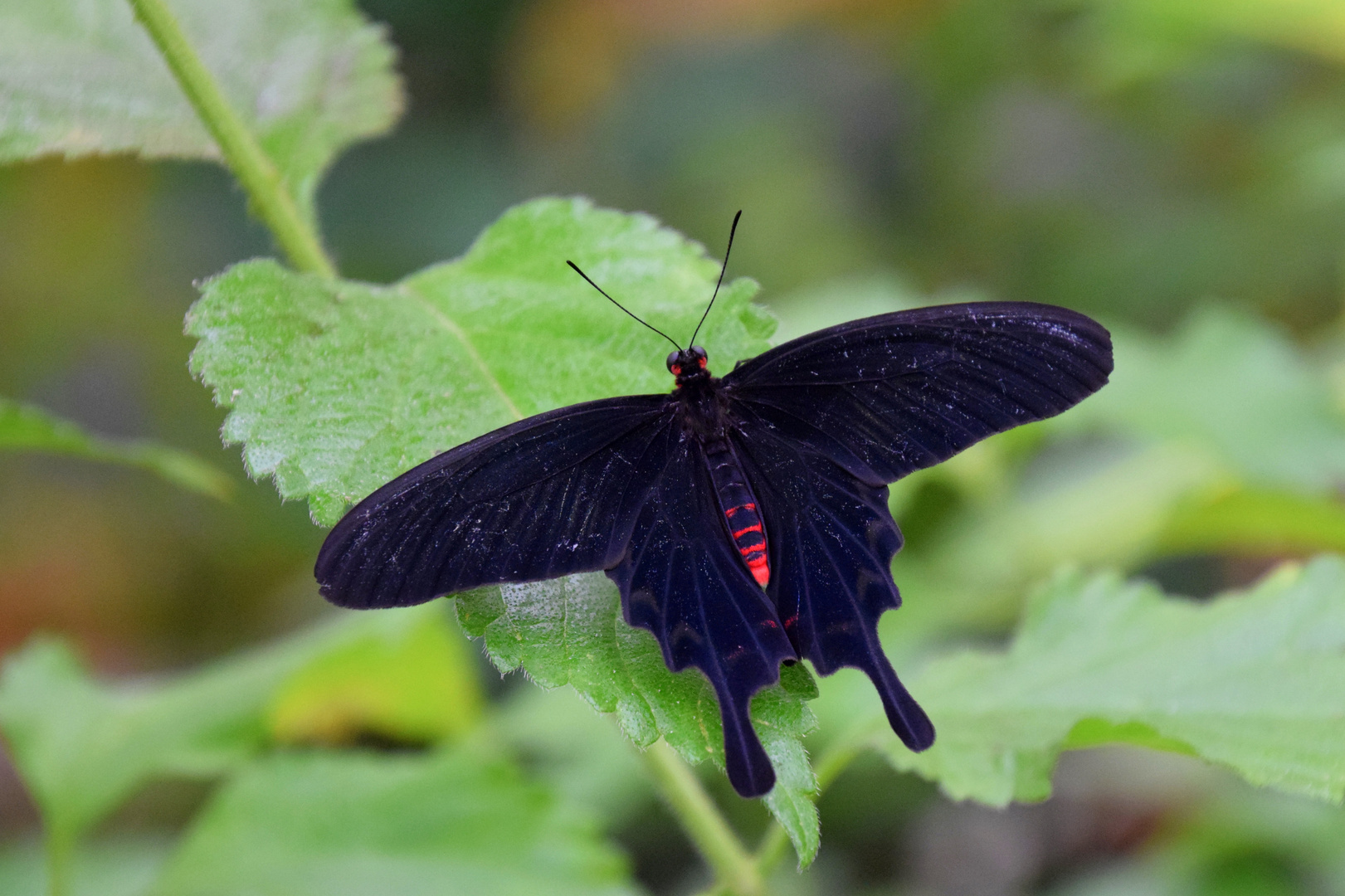 ..Kleine Fledermaus..