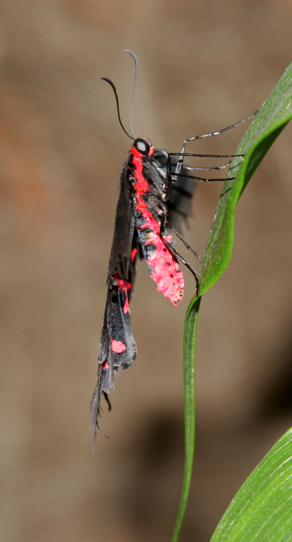 Kleine Fledermaus, Pachliopta kotzebuea