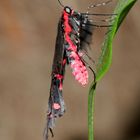 Kleine Fledermaus, Pachliopta kotzebuea