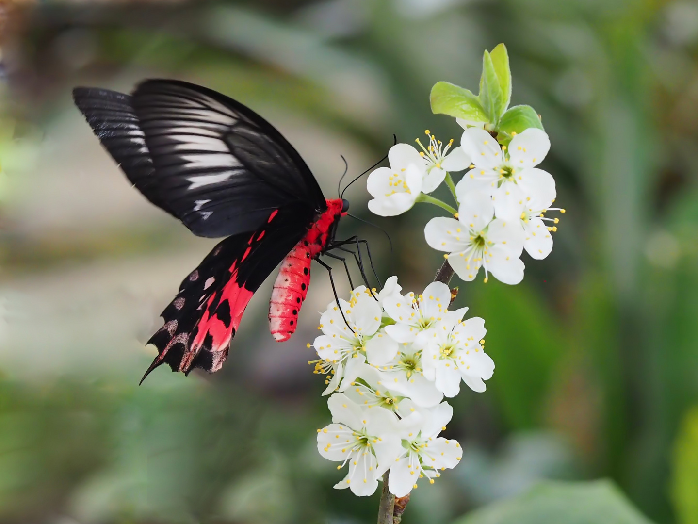 Kleine Fledermaus (Papilio kotzebuea)