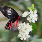 Kleine Fledermaus (Papilio kotzebuea)