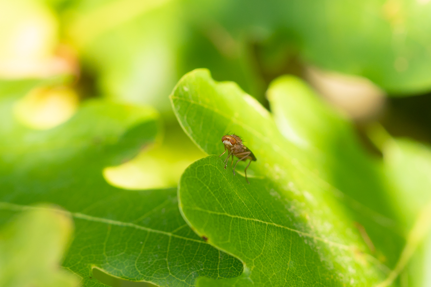 Kleine Fliege