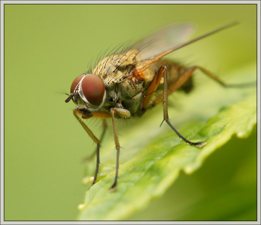 Kleine Fliege