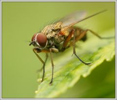 Kleine Fliege