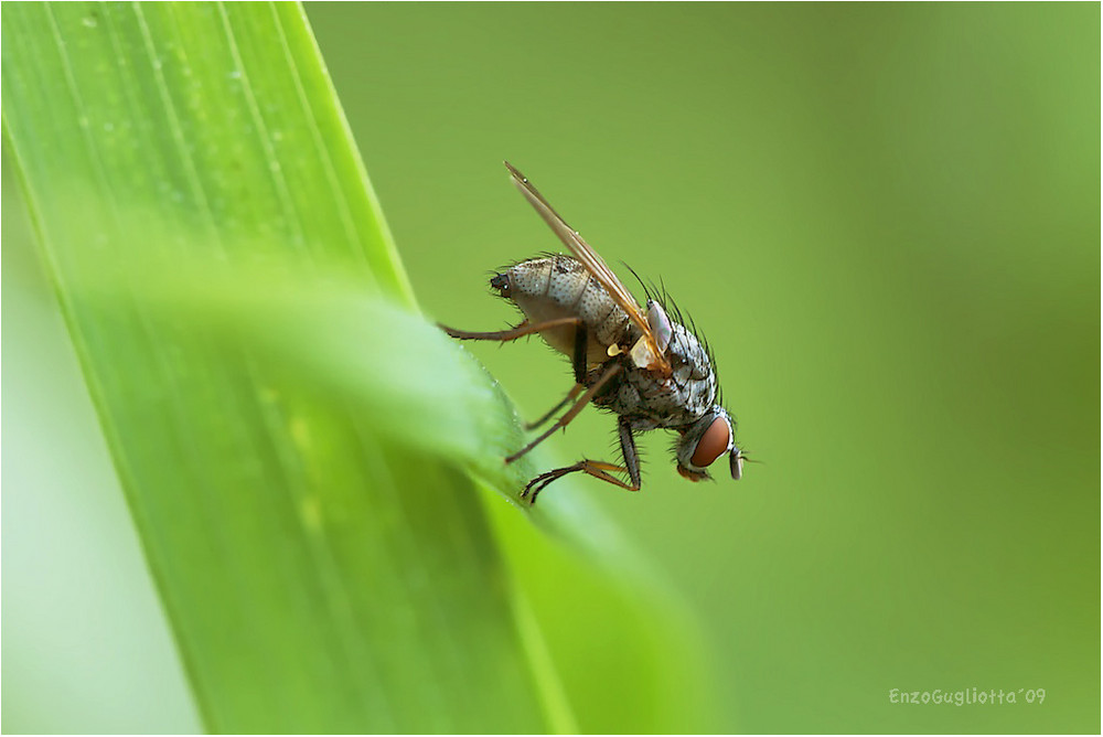 Kleine Fliege 2