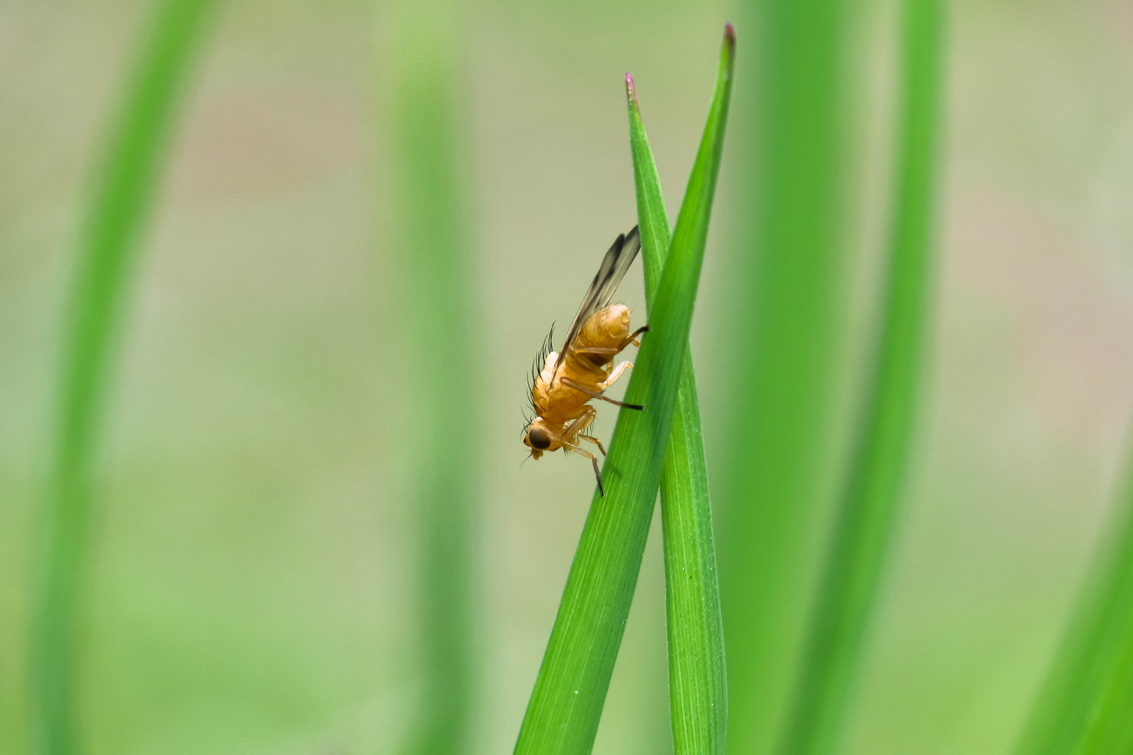 Kleine Fliege