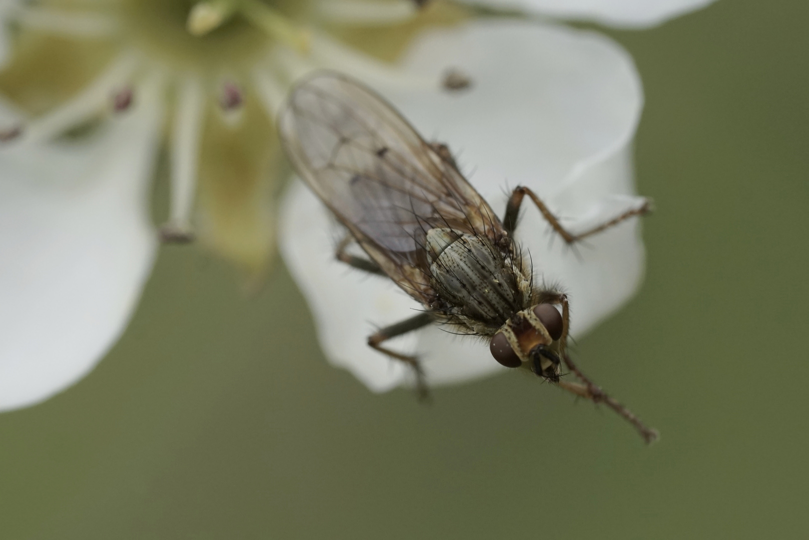 Kleine Fliege 