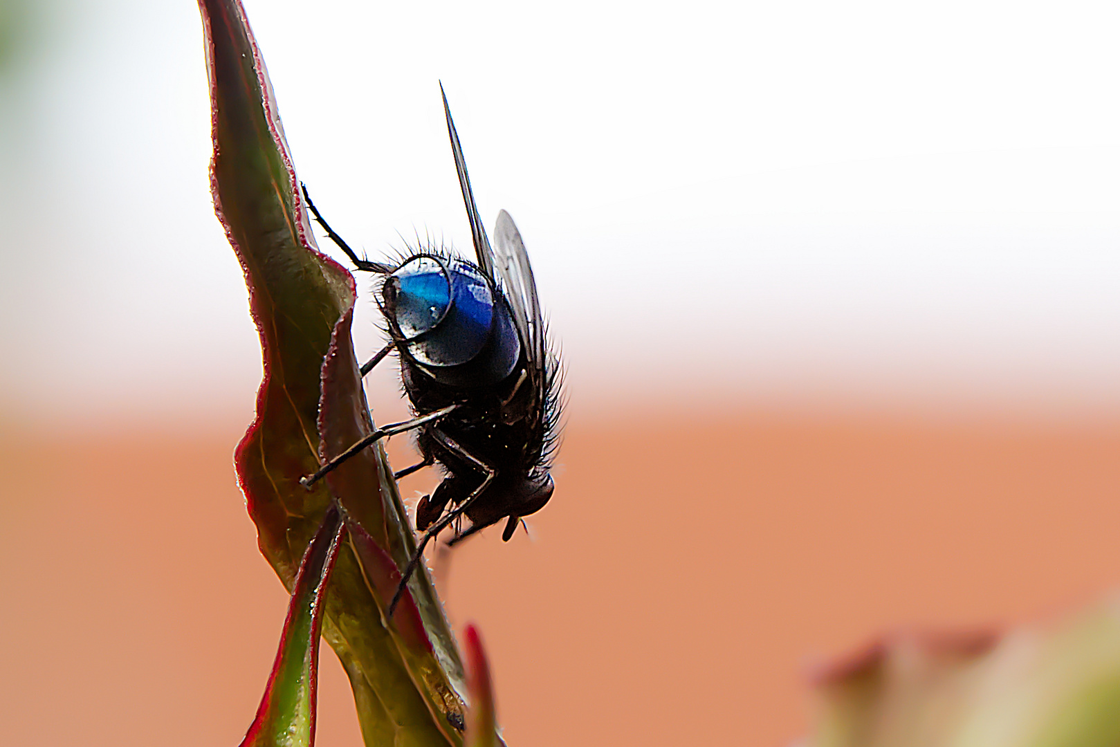 Kleine Fliege