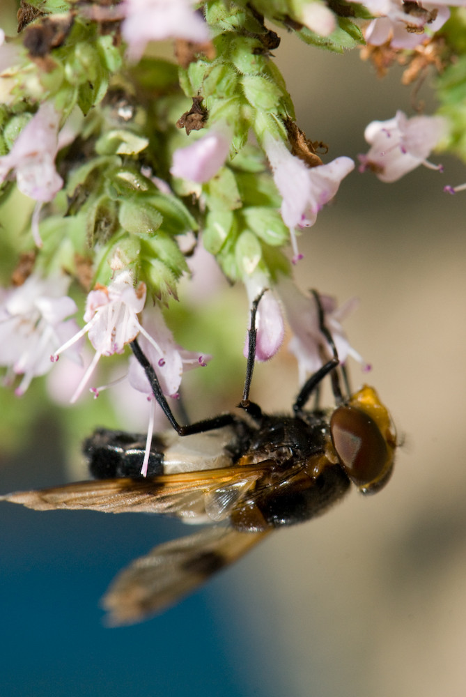 Kleine Fliege