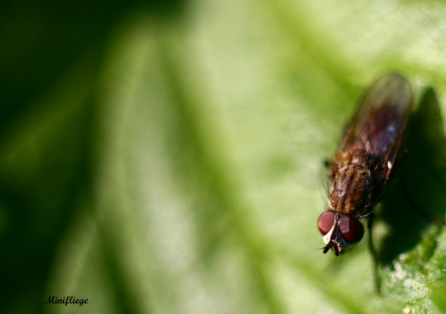 Kleine Fliege