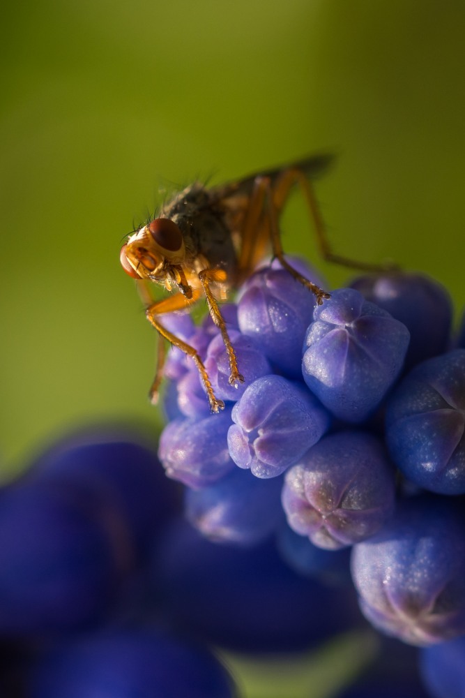 Kleine Fliege