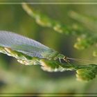 kleine Fliege