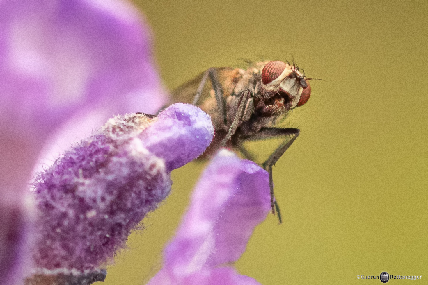 Kleine Fliege 