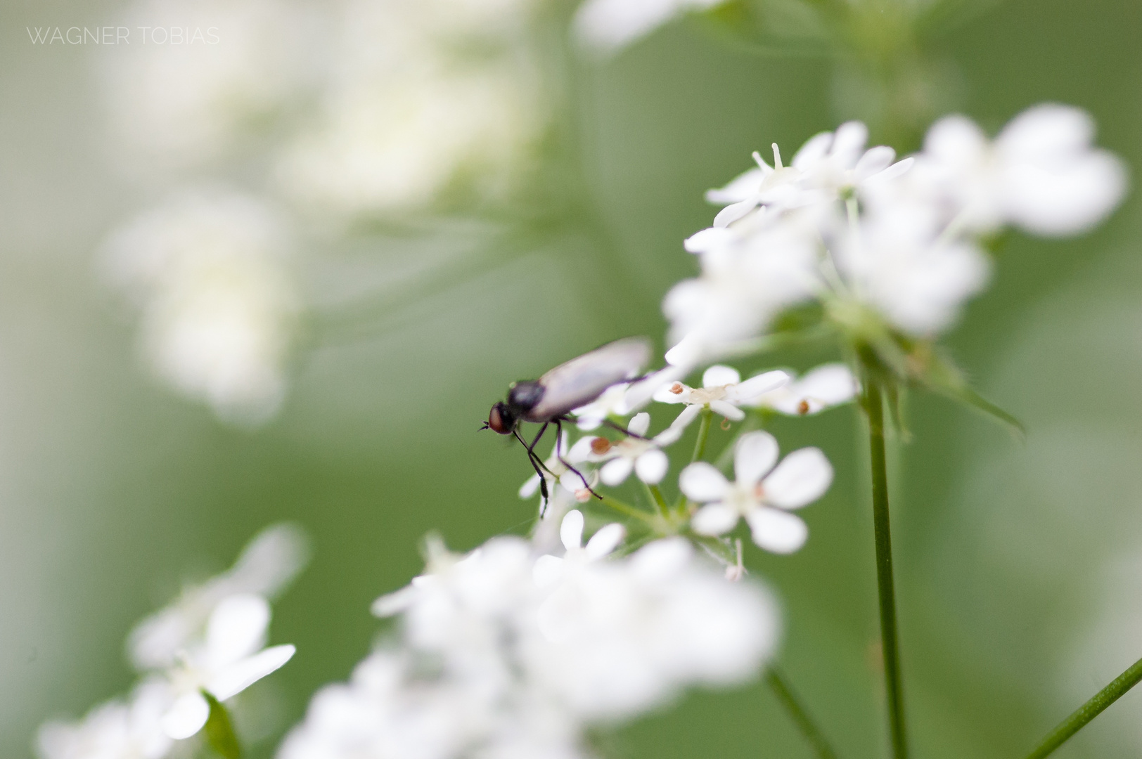 Kleine Fliege