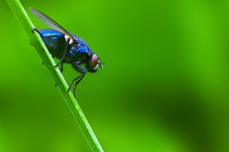 Kleine Fliege