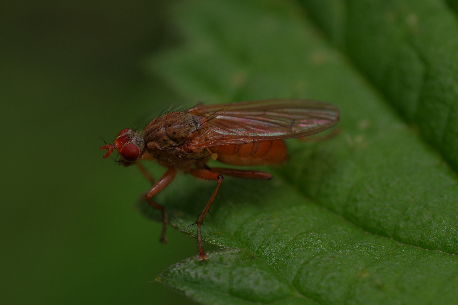 Kleine Fliege