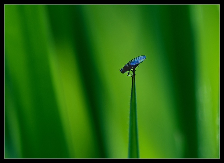 Kleine Fliege