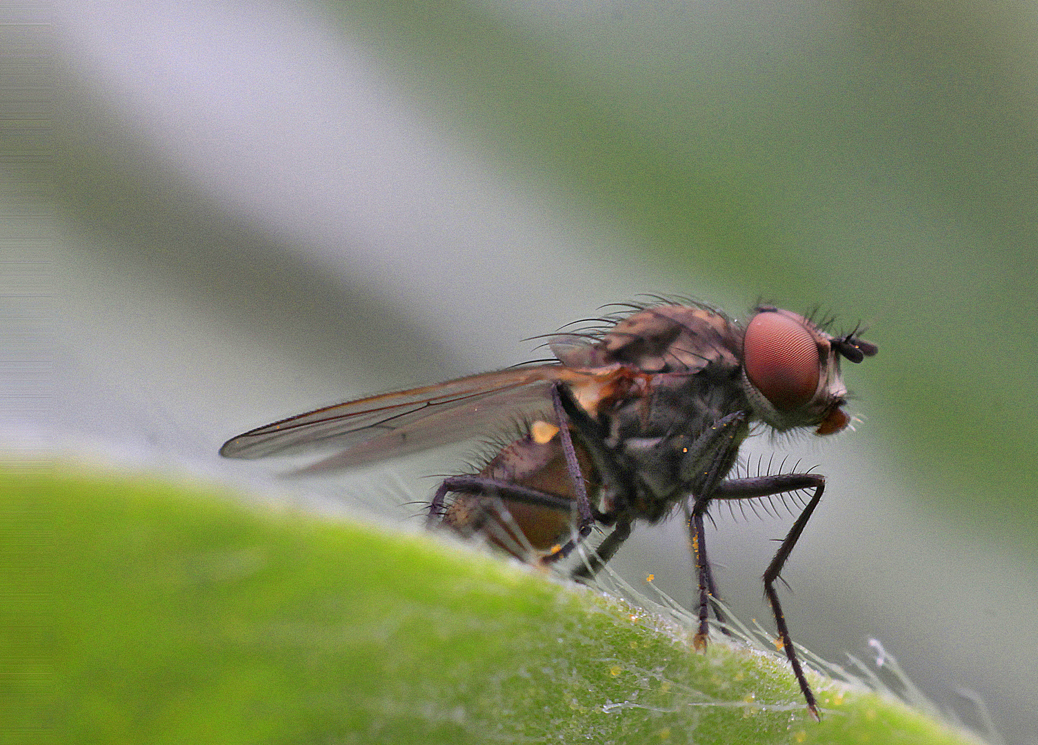 Kleine Fliege