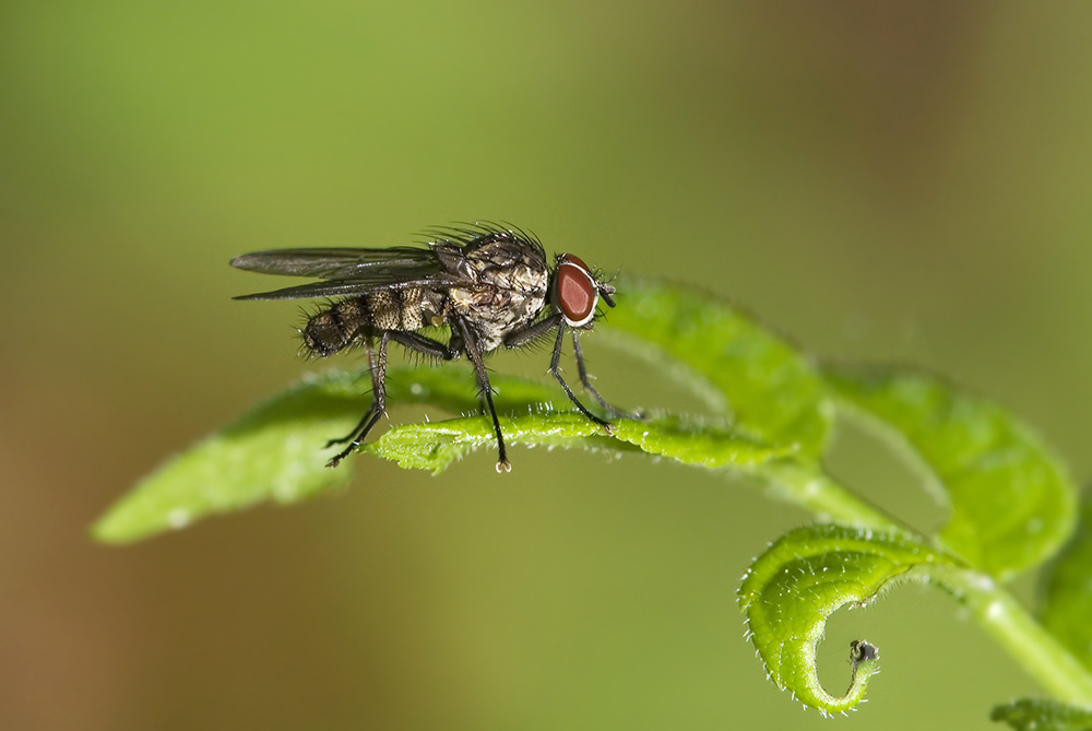 Kleine Fliege