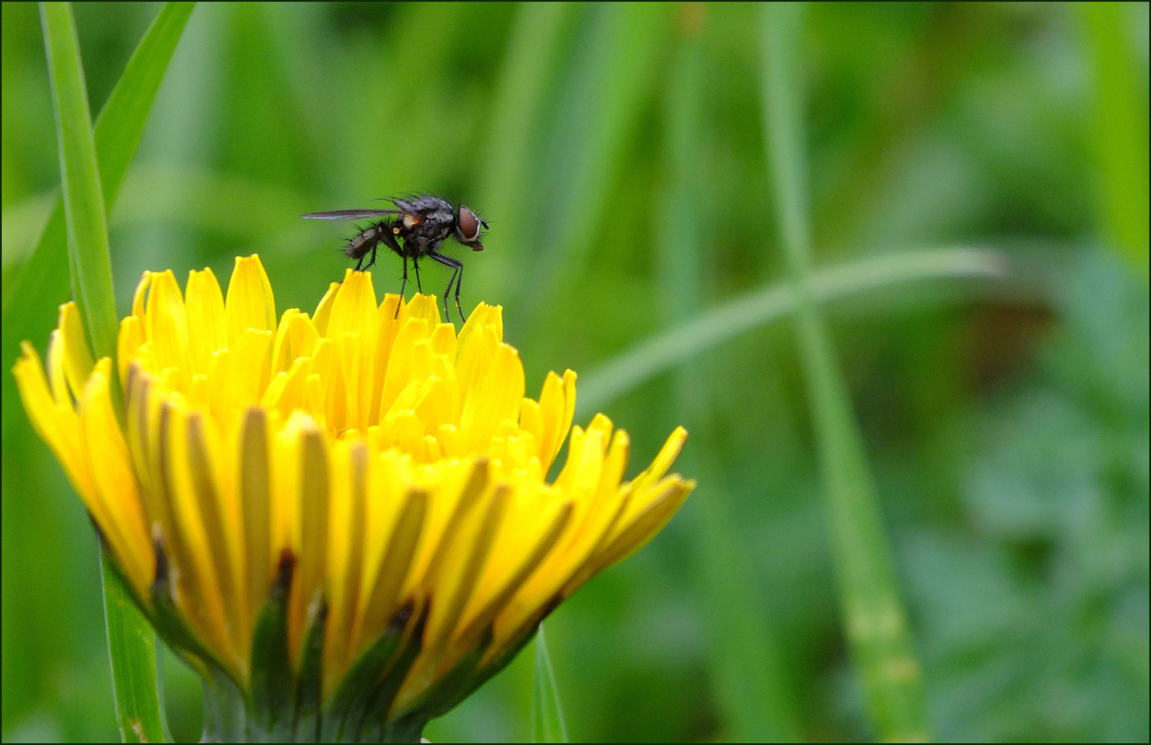 Kleine Fliege