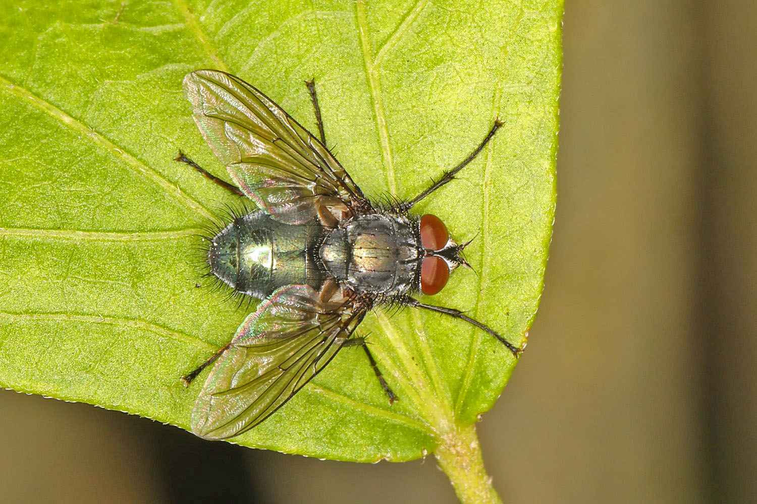 kleine Fliege