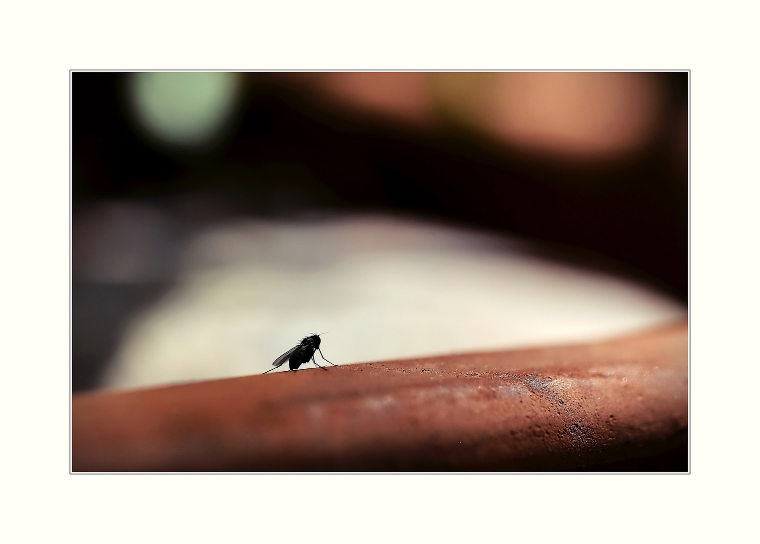 kleine Fliege