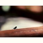 kleine Fliege