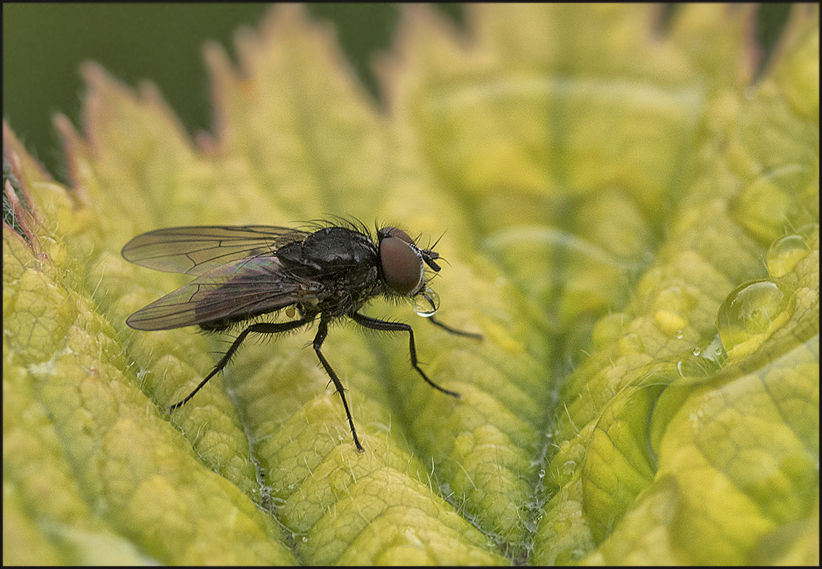 Kleine Fliege