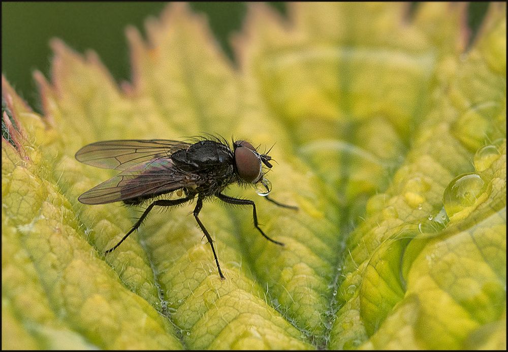 Kleine Fliege