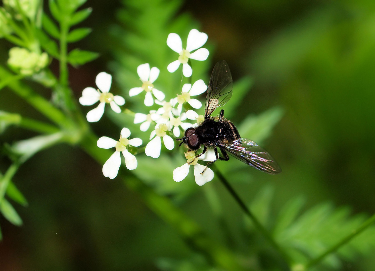 Kleine Fliege...