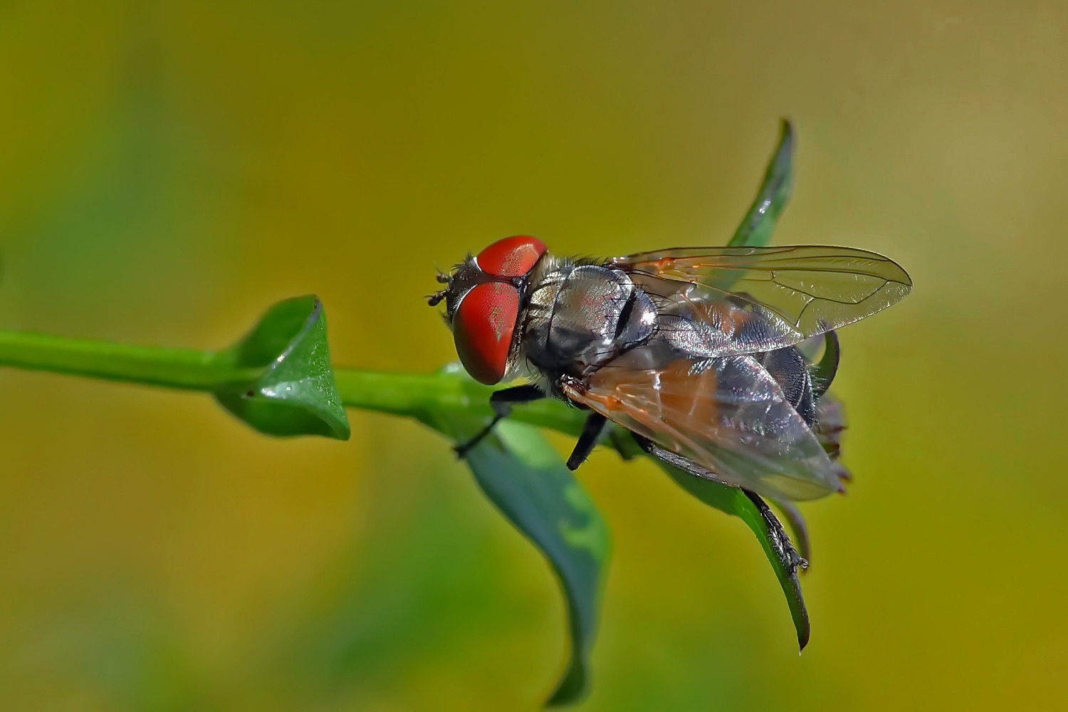 kleine Fliege