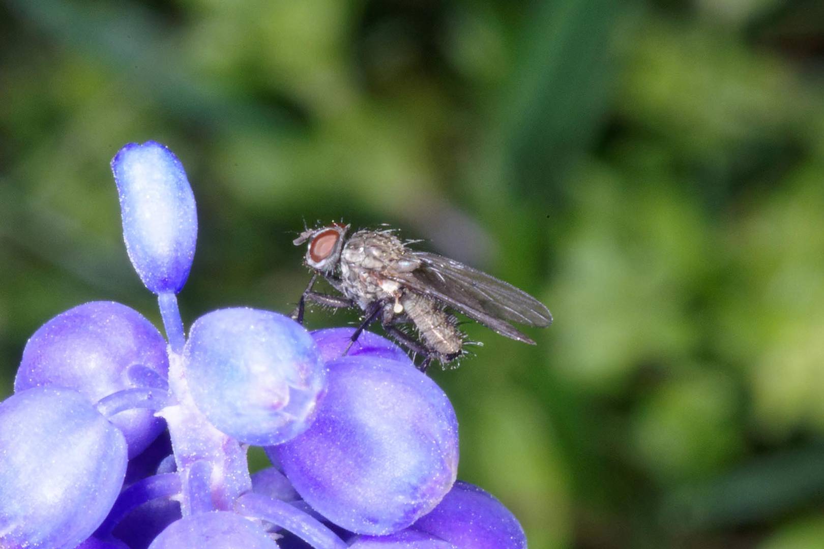 Kleine Fliege