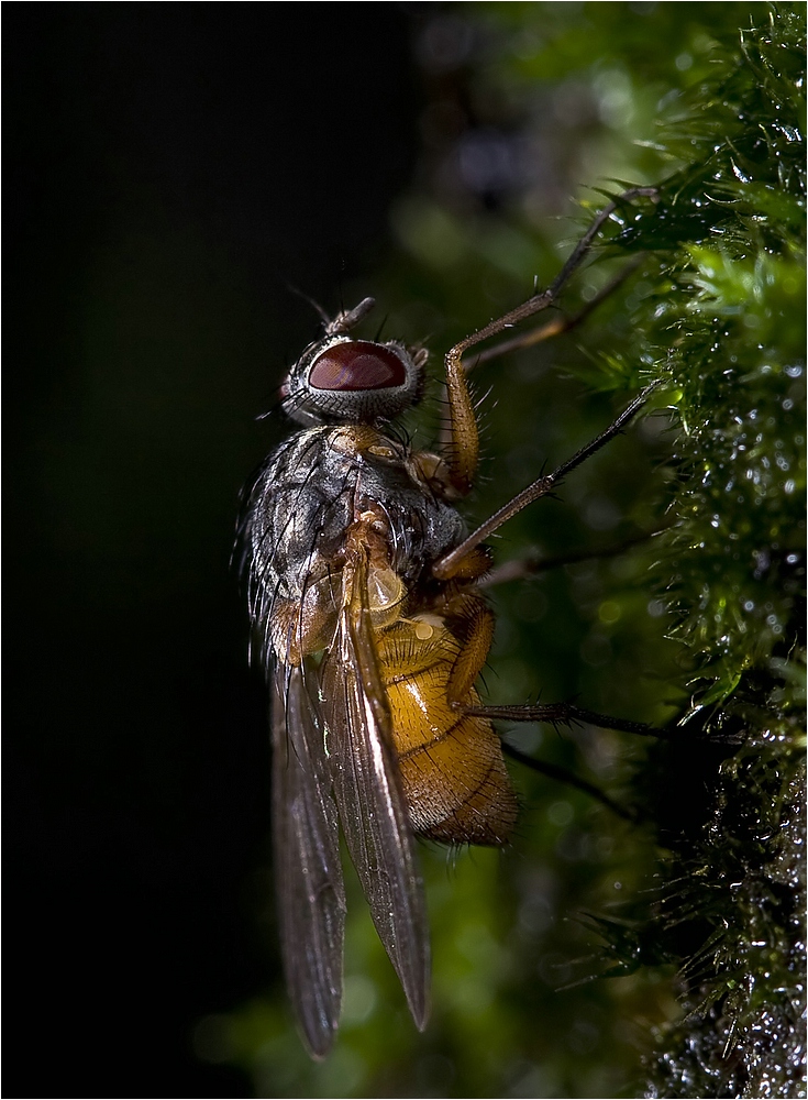 kleine Fliege ...