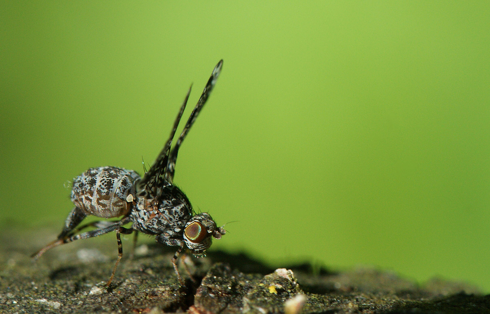Kleine Fliege Foto & Bild tiere, wildlife, insekten Bilder auf