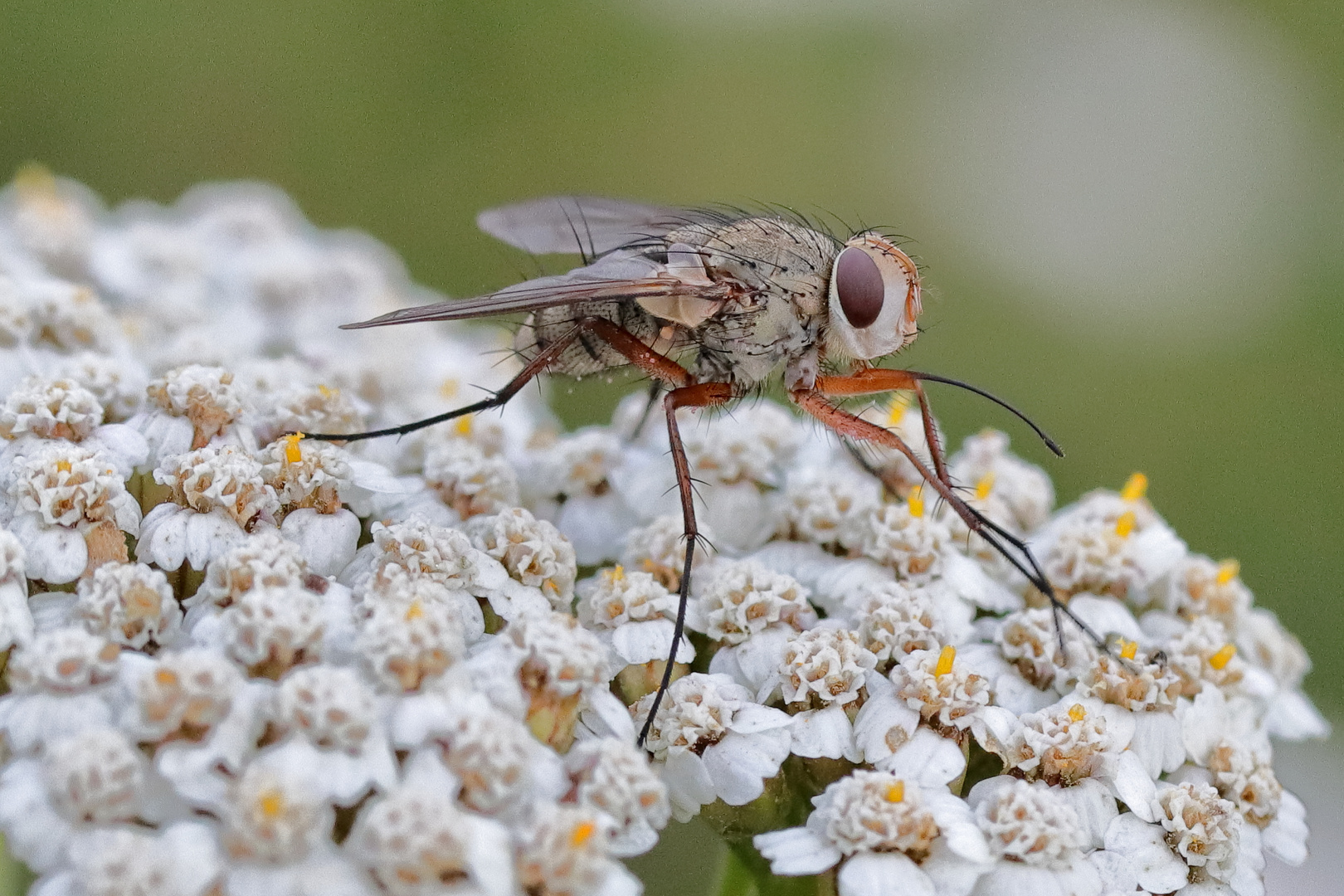 Kleine Fliege