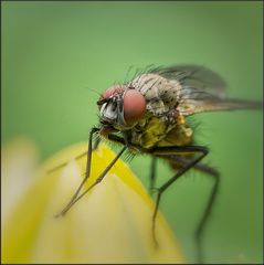 Kleine Fliege