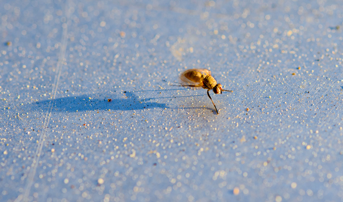 kleine Fliege