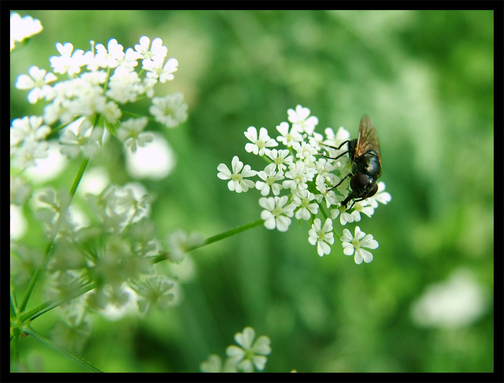 Kleine Fliege