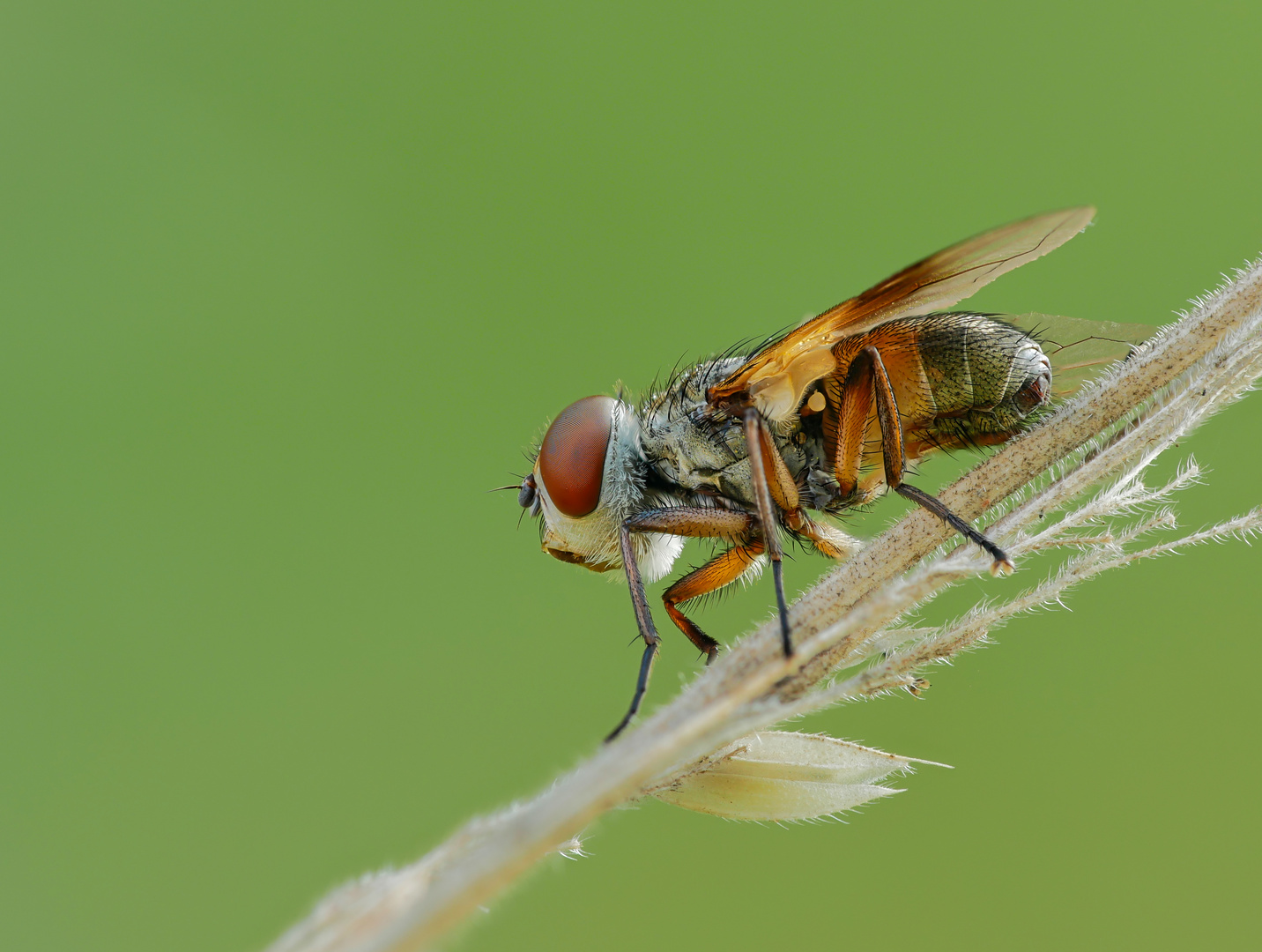 Kleine Fliege