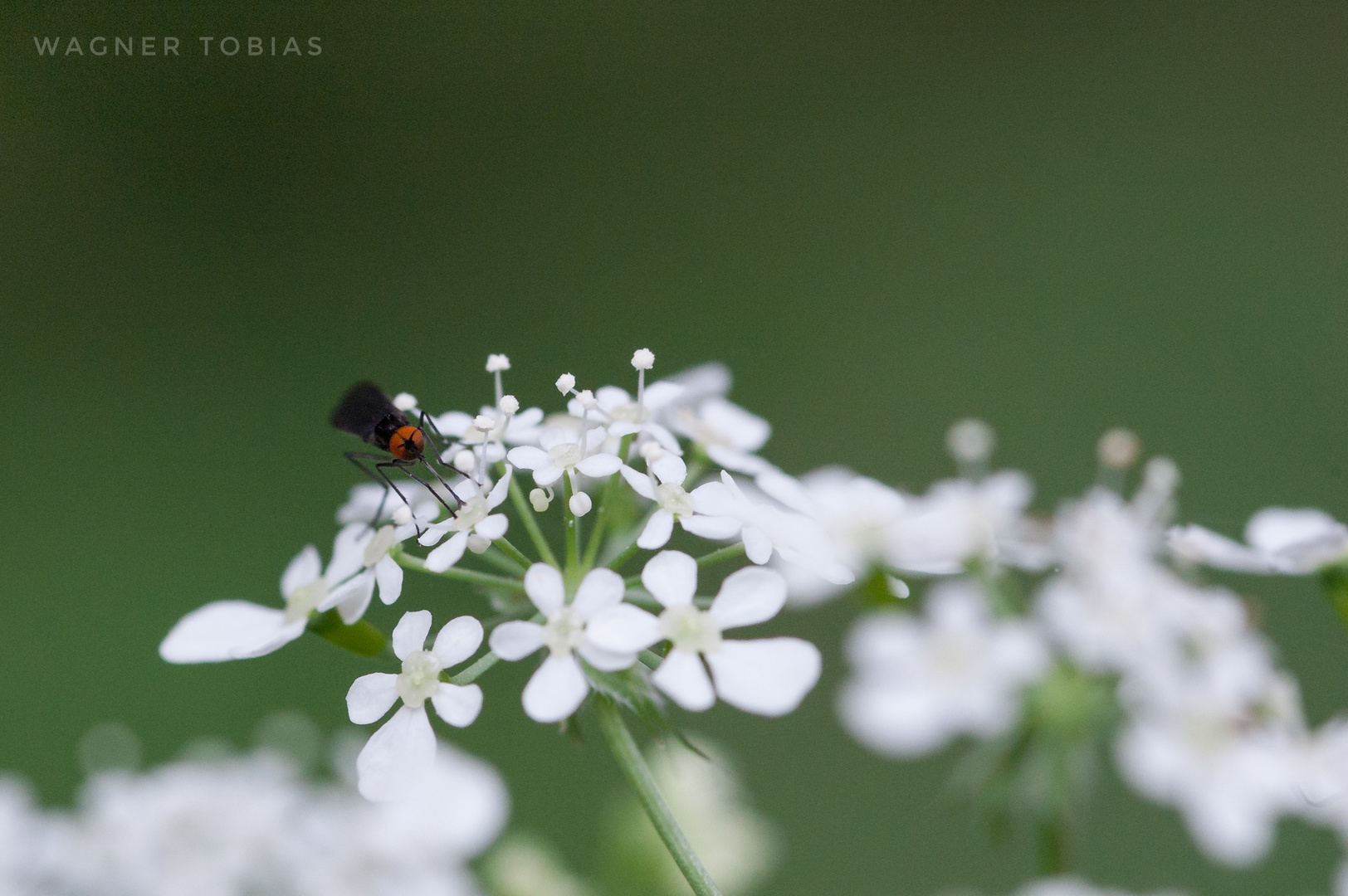 Kleine Fliege