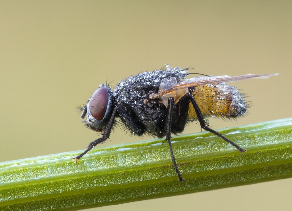 Kleine Fliege am Morgen