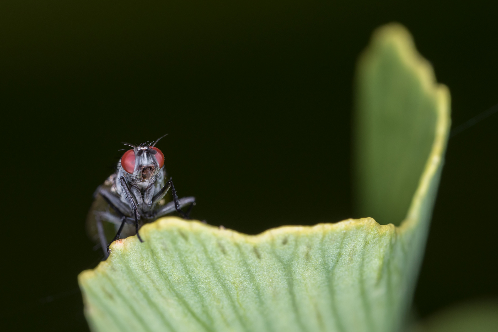 Kleine Fliege auf Blattgrün