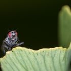 Kleine Fliege auf Blattgrün