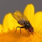 Kleine Fliege auf Blüte der Hundskamille