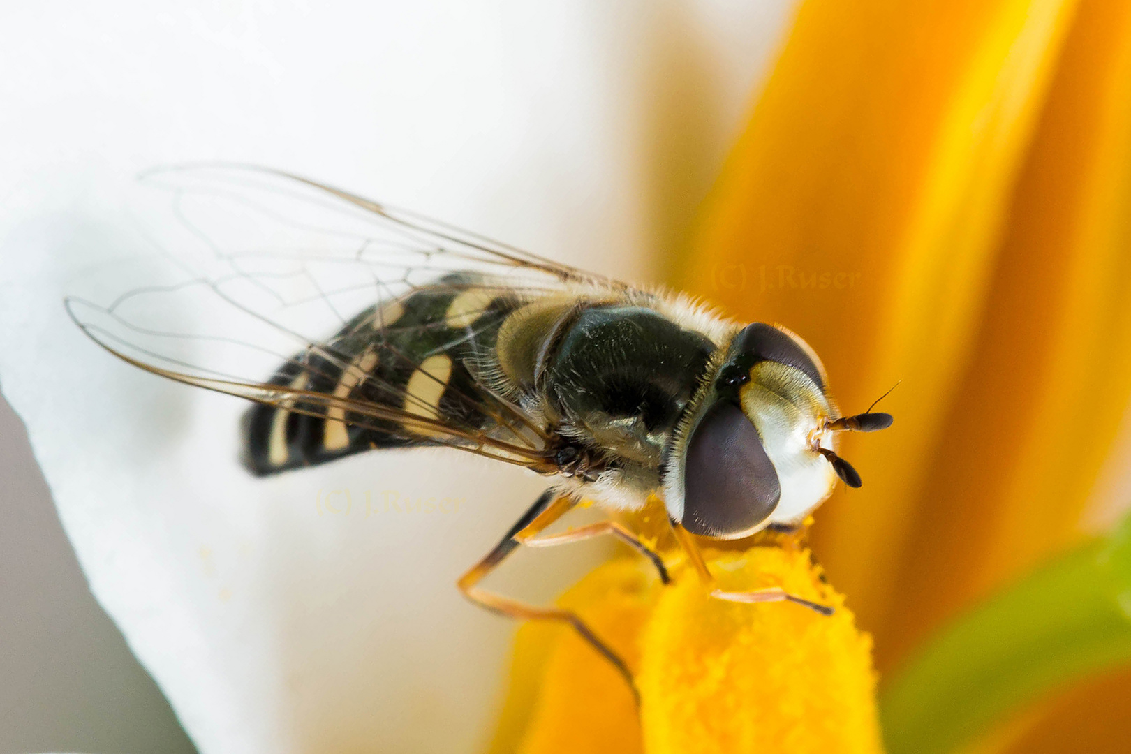 kleine Fliege auf Blütenpollen