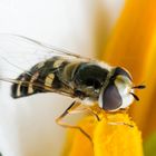 kleine Fliege auf Blütenpollen