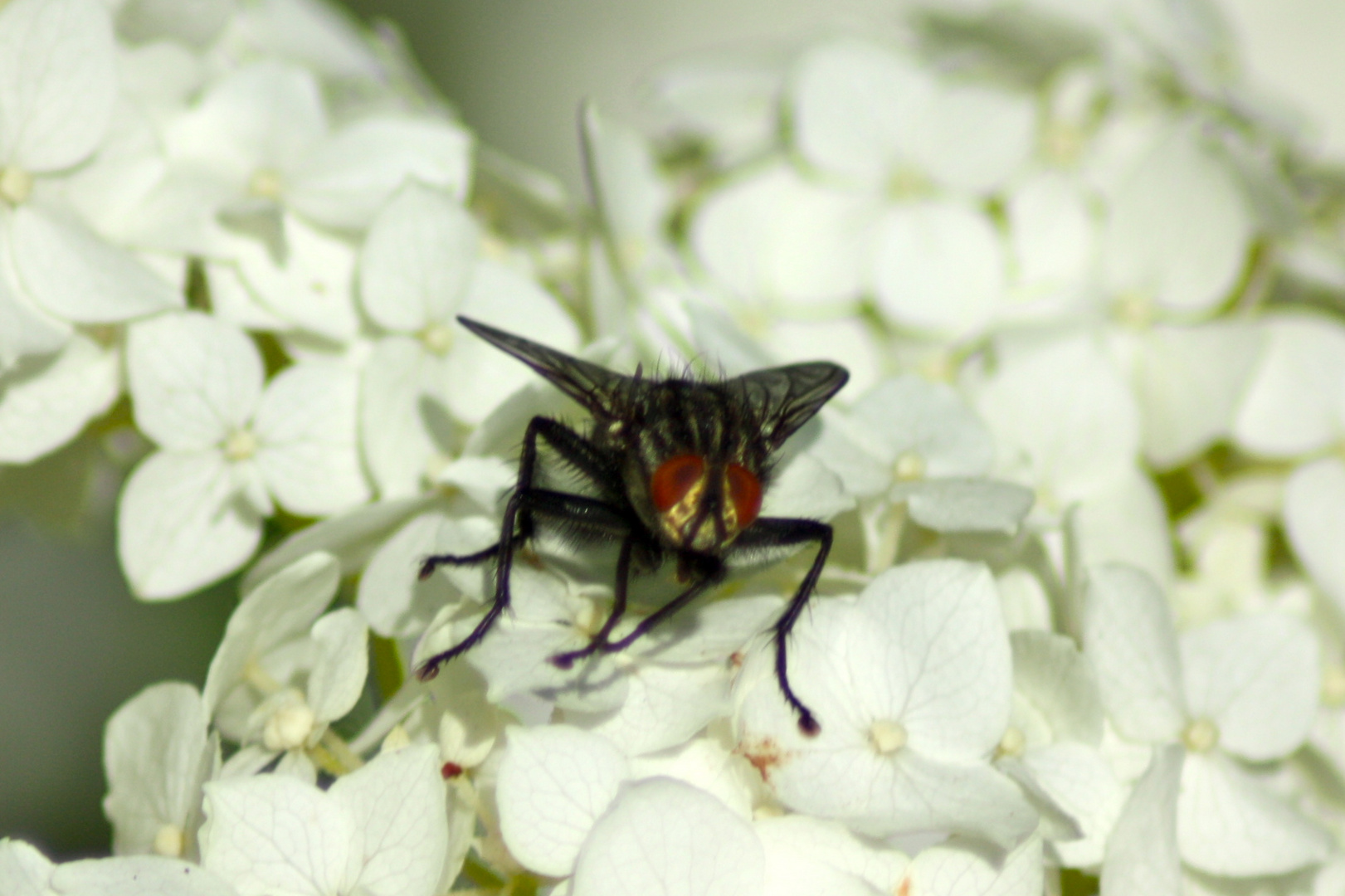 kleine Fliege auf der Blume darfst du bleiben!