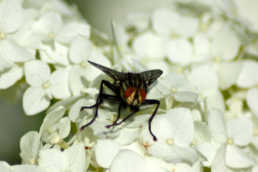 kleine Fliege auf der Blume darfst du bleiben!